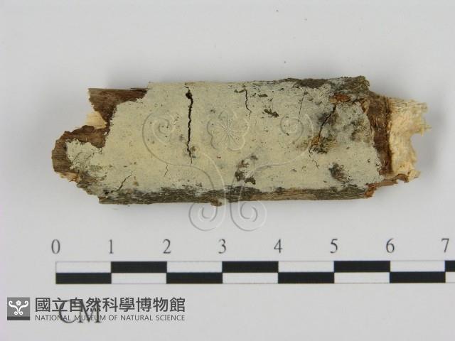 剛毛絲皮菌藏品圖，第1張