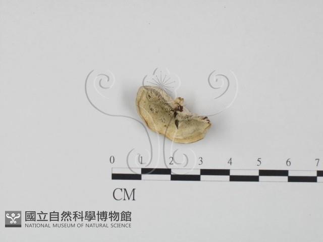 登錄號:F0019913藏品圖，第1張