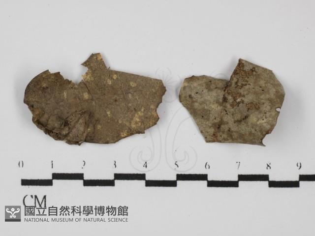 登錄號:F0023913藏品圖，第1張