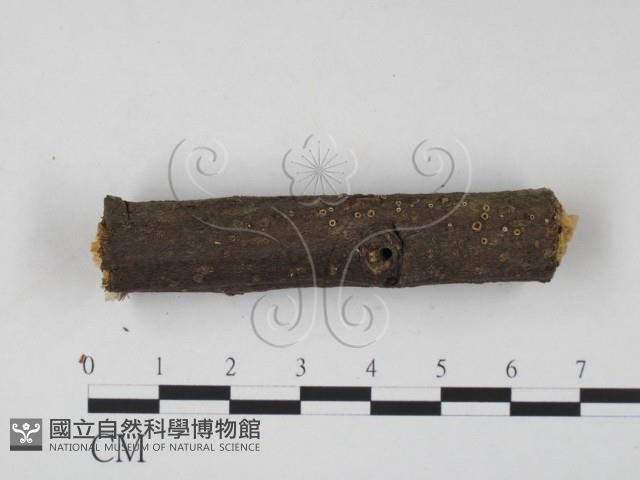 登錄號:F0013913藏品圖，第1張