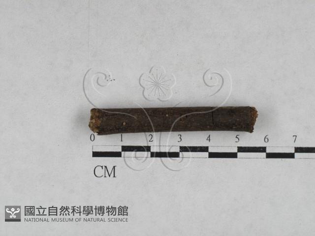 登錄號:F0028613藏品圖，第1張