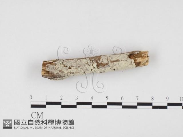 冇骨消絲齒菌藏品圖，第1張