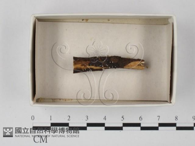 登錄號:F0020613藏品圖，第1張