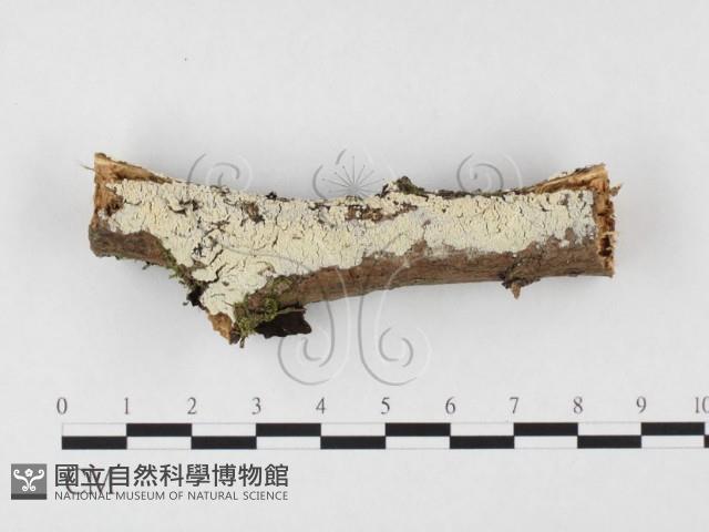 絲齒菌屬藏品圖，第1張