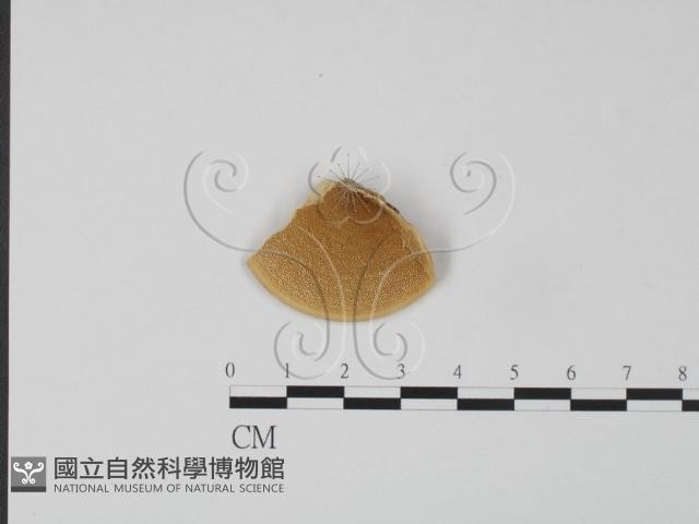 登錄號:F0006613藏品圖，第1張