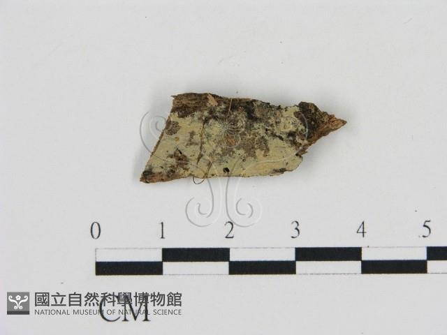 登錄號:F0016613藏品圖，第1張