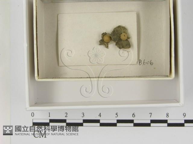 登錄號:F0021613藏品圖，第1張