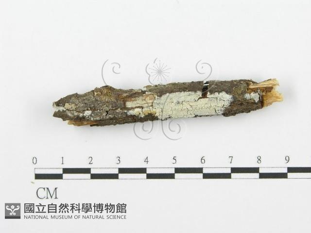 齒耳菌屬藏品圖，第1張