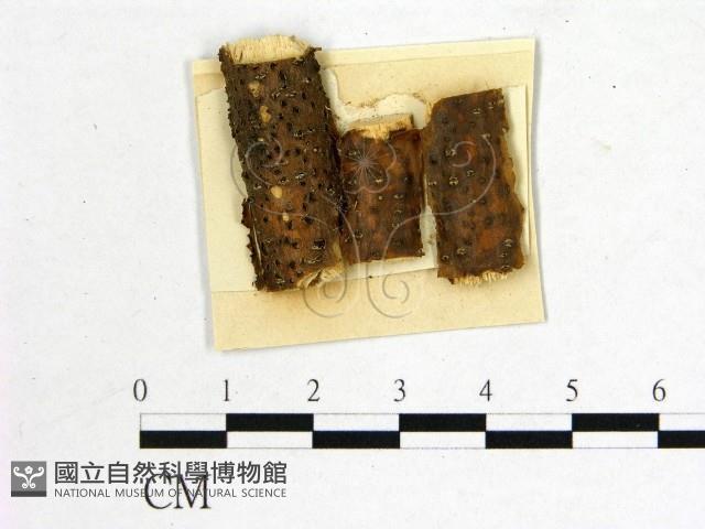 登錄號:F0011613藏品圖，第1張