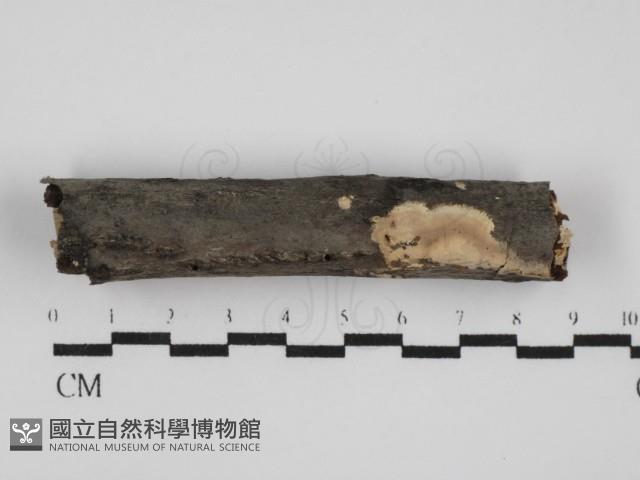 筍殼菌屬藏品圖，第1張