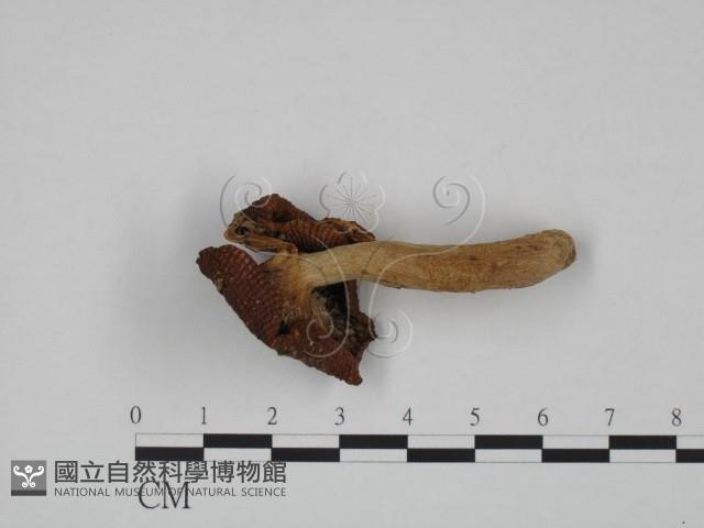 登錄號:F0024613藏品圖，第1張