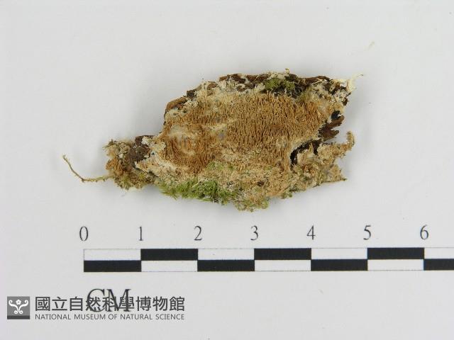 登錄號:F0004613藏品圖，第1張