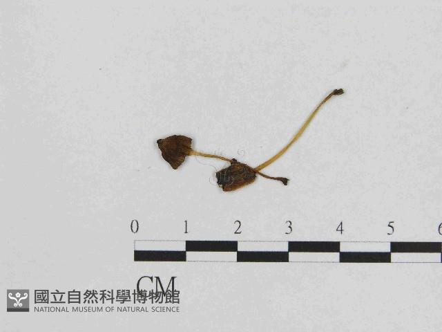 小菇屬藏品圖，第1張