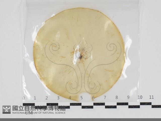 登錄號:F0034613藏品圖，第1張