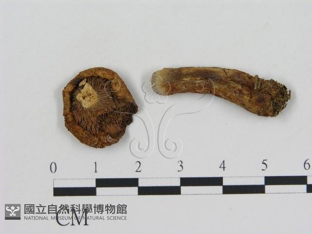 登錄號:F0002613藏品圖，第1張