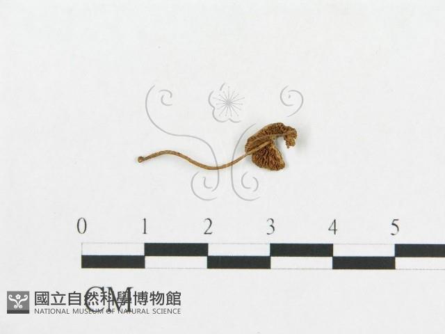登錄號:F0012613藏品圖，第1張