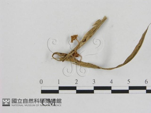 小菇屬藏品圖，第1張