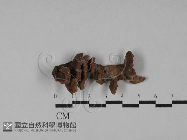 登錄號:F0029613藏品圖，第1張