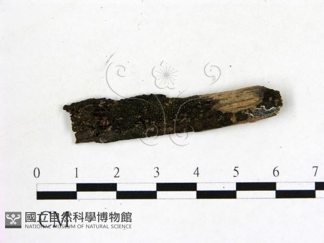 登錄號:F0019613藏品圖，第1張