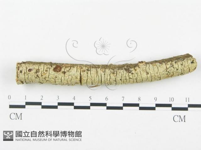 登錄號:F0003613藏品圖，第1張