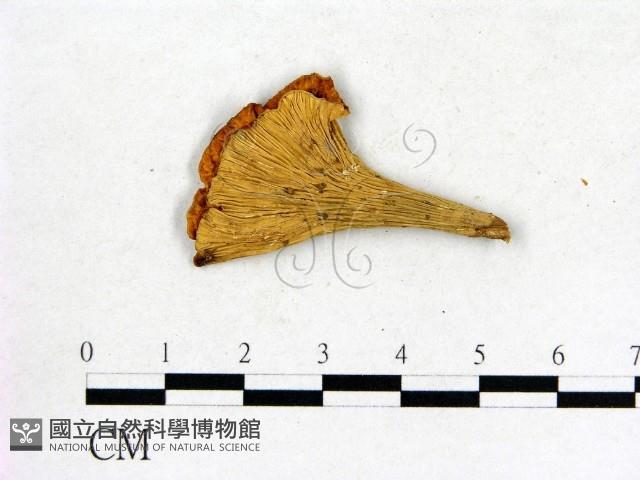 登錄號:F0013613藏品圖，第1張