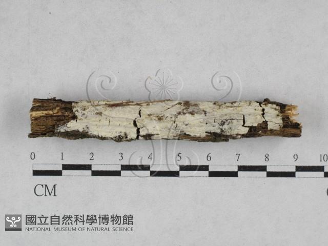 冇骨消絲齒菌藏品圖，第1張