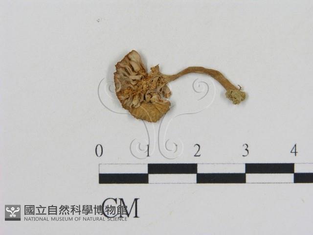 乳菇屬藏品圖，第1張