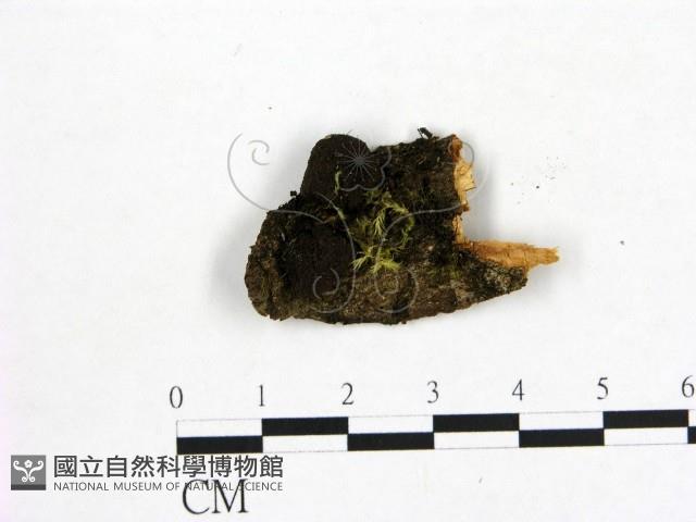 登錄號:F0000413藏品圖，第1張