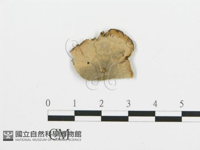 煙管菌藏品圖，第1張