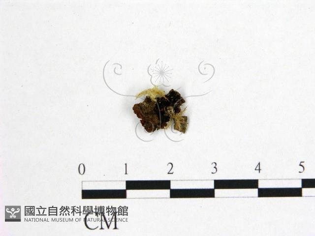 登錄號:F0016413藏品圖，第1張