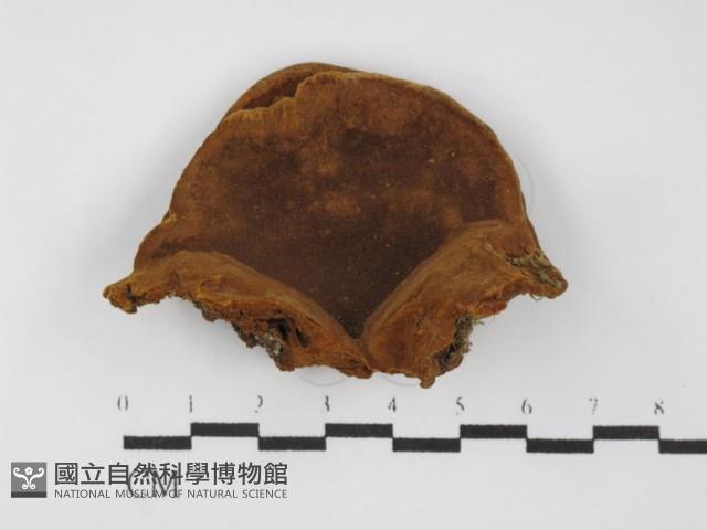 木層孔菌屬藏品圖，第1張
