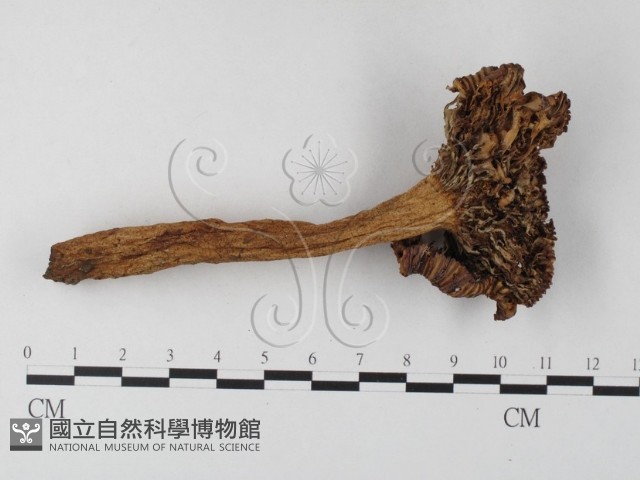 登錄號:F0014413藏品圖，第1張