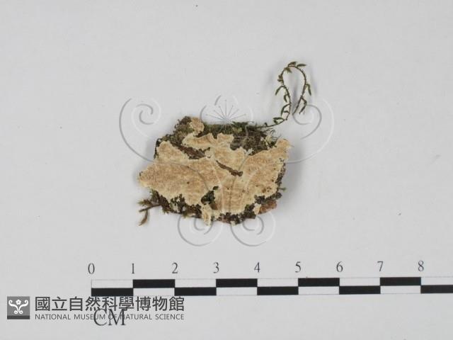 登錄號:F0022413藏品圖，第1張