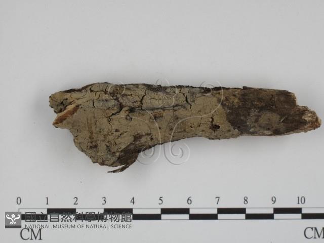 登錄號:F0002413藏品圖，第1張