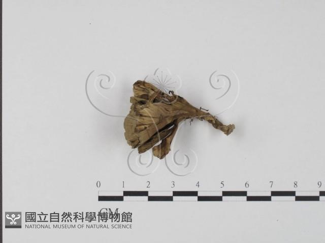 棕色革菌藏品圖，第1張