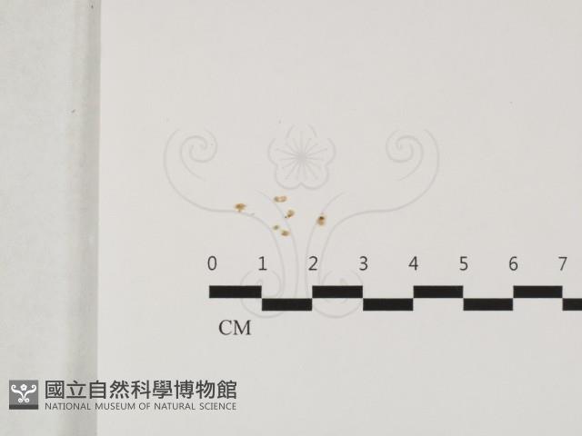 登錄號:F0032413藏品圖，第1張