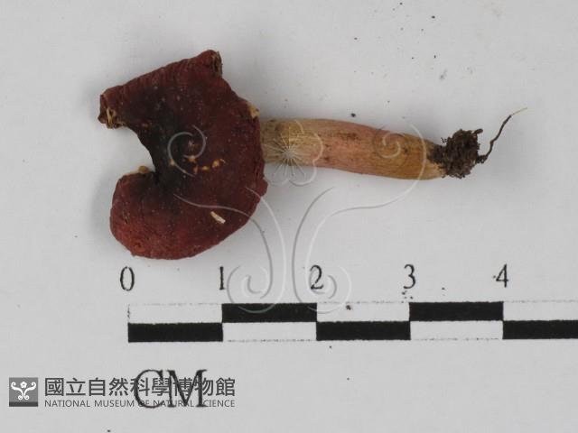 紅菇屬藏品圖，第1張