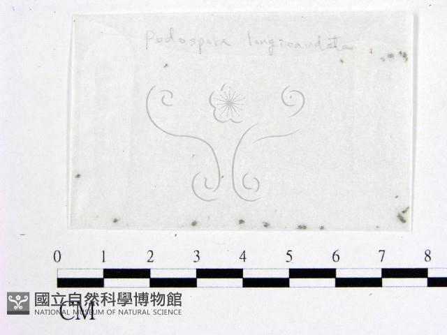 登錄號:F0007413藏品圖，第1張