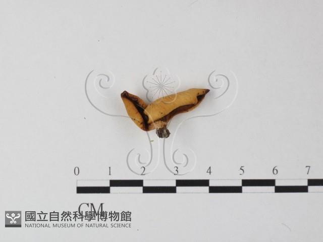 多孔菌屬藏品圖，第1張