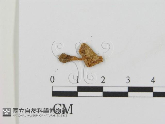 登錄號:F0005413藏品圖，第1張