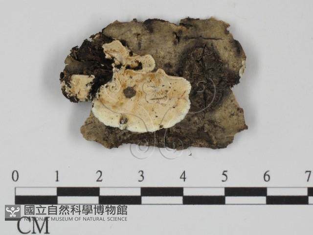 登錄號:F0015413藏品圖，第1張