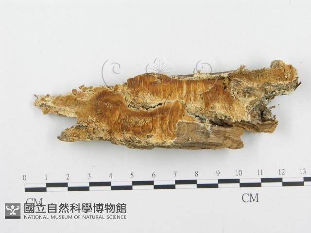 登錄號:F0009413藏品圖，第1張