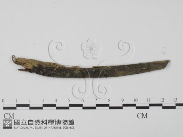 登錄號:F0003413藏品圖，第1張