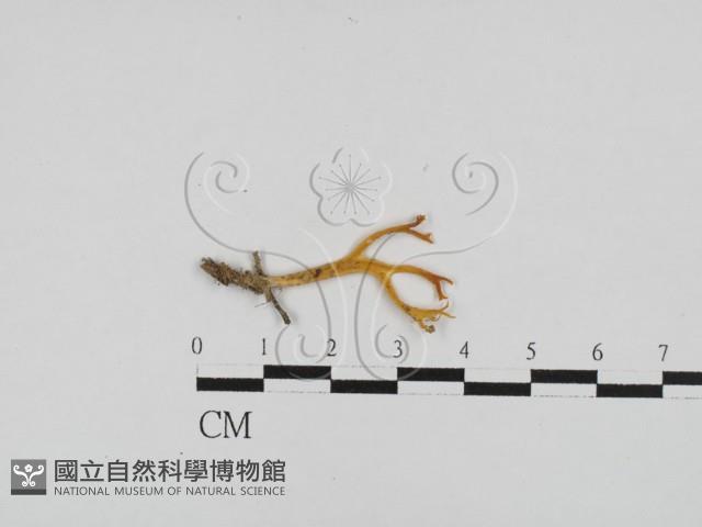 膠角耳屬藏品圖，第1張