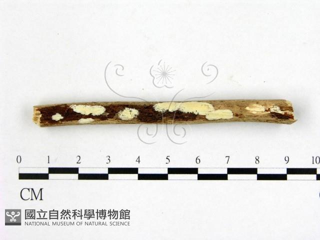 顯絲菌屬藏品圖，第1張