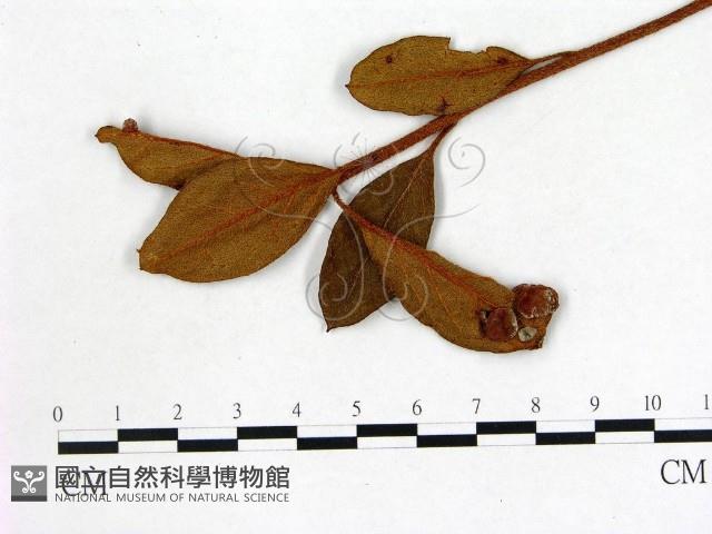 登錄號:F0020713藏品圖，第1張