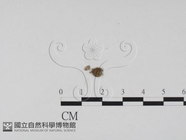 登錄號:F0000713藏品圖，第1張