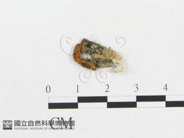 登錄號:F0010713藏品圖，第1張