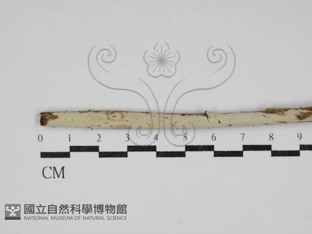 登錄號:F0030713藏品圖，第1張