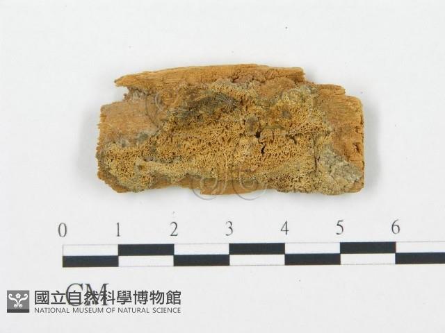 登錄號:F0006713藏品圖，第1張